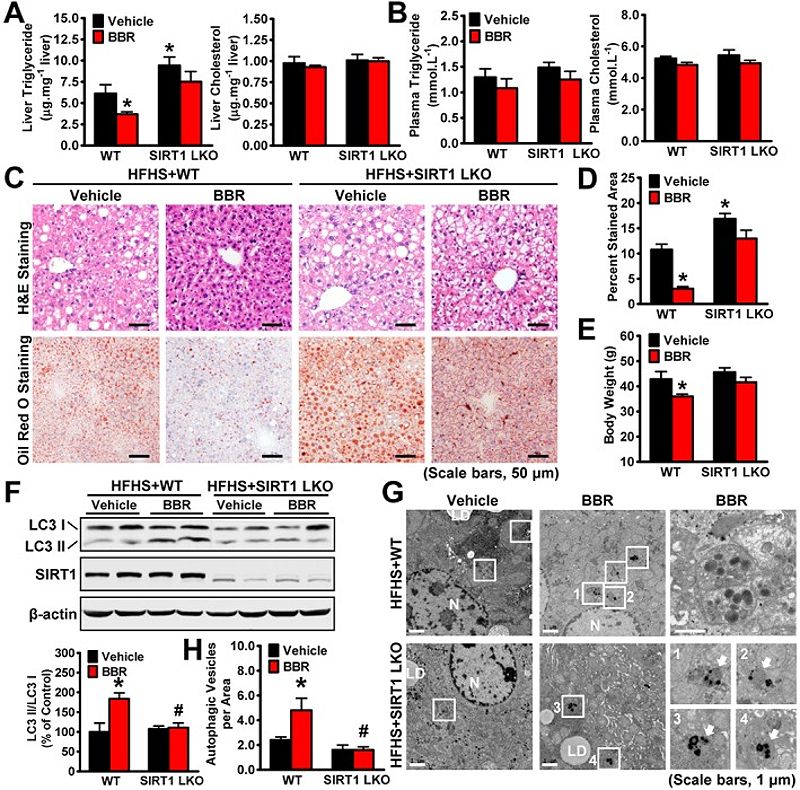 AMPK Activation Mechanism