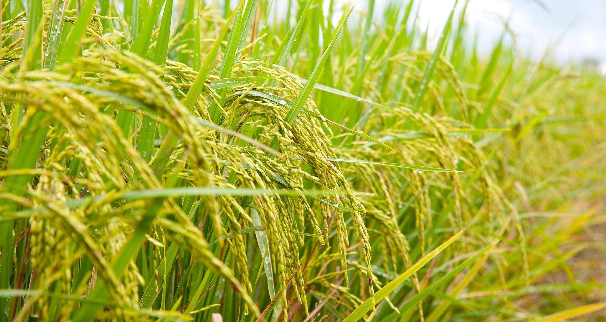 Arsenic in rice: how does it get there?