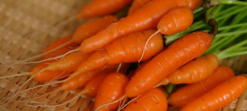 Carrots are on day 3 menu of fasting mimicking diet DIY plan