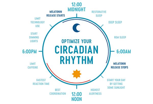 Circadian Rhythm