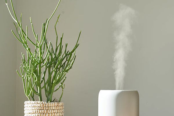 Plant next to a diffuser